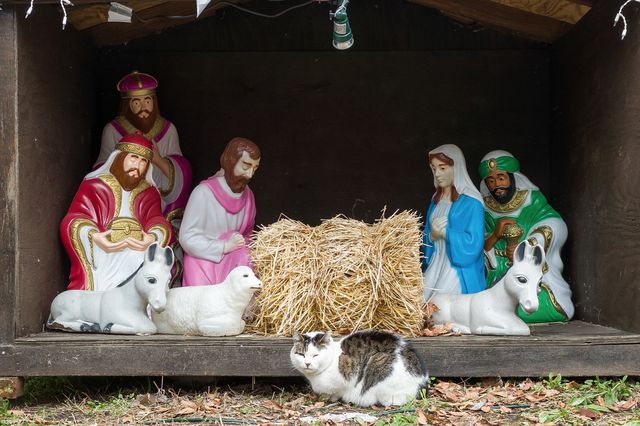 Nativity cat